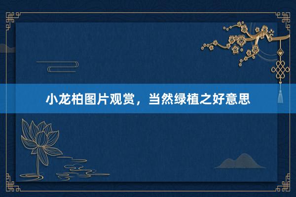 小龙柏图片观赏，当然绿植之好意思